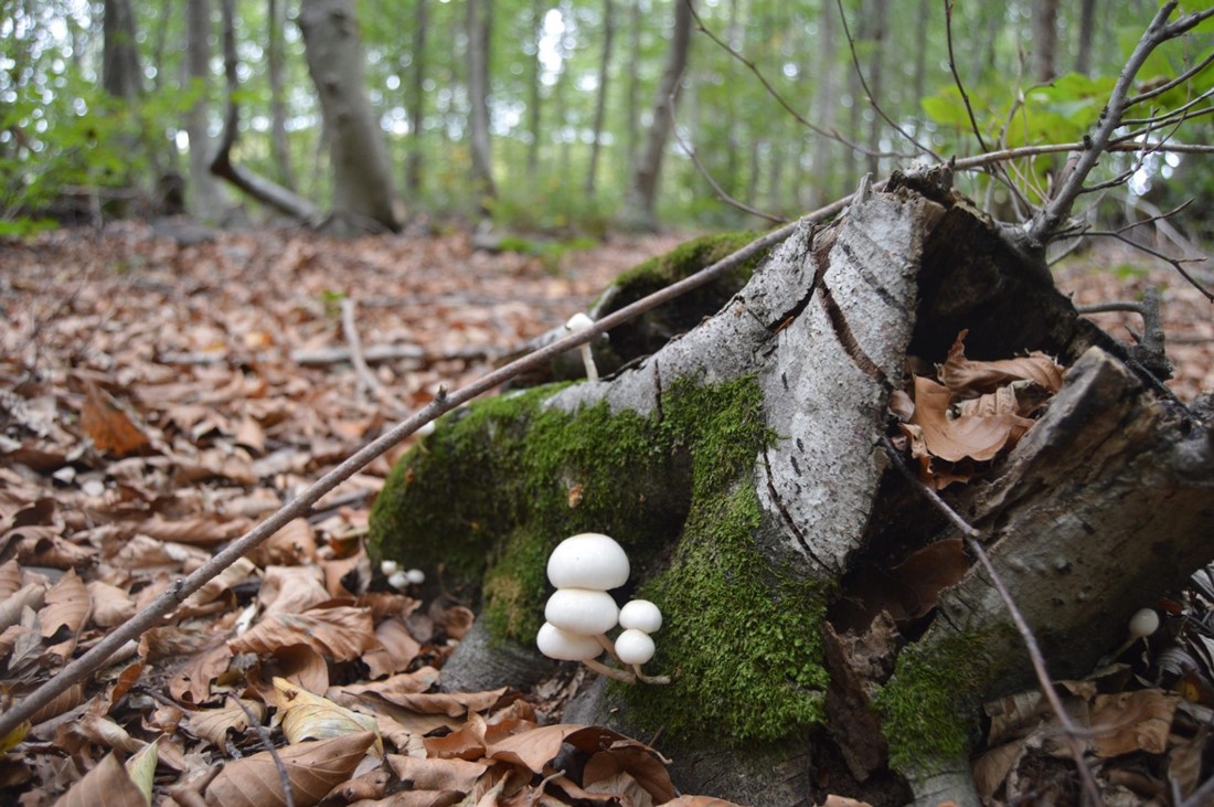 TEMALI FOTOĞRAFÇILIK YARIŞMASININ KAZANANLARI BELLİ OLDU