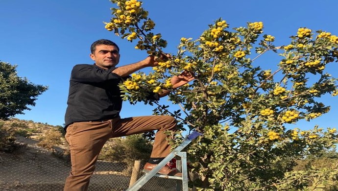 Alıç Hasadı Adıyaman’da Başladı